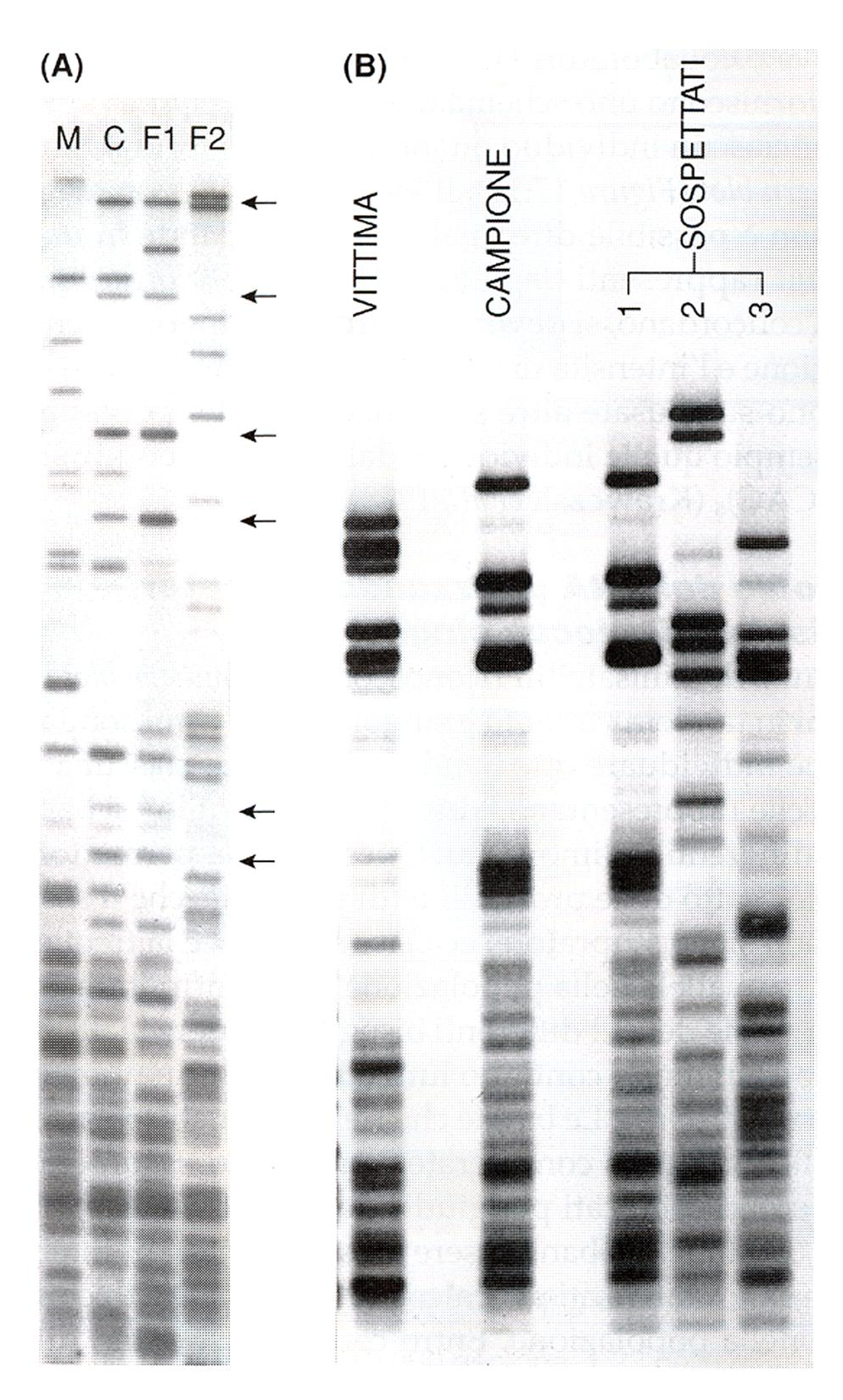 DNA Fingerprinting (A) Indagine