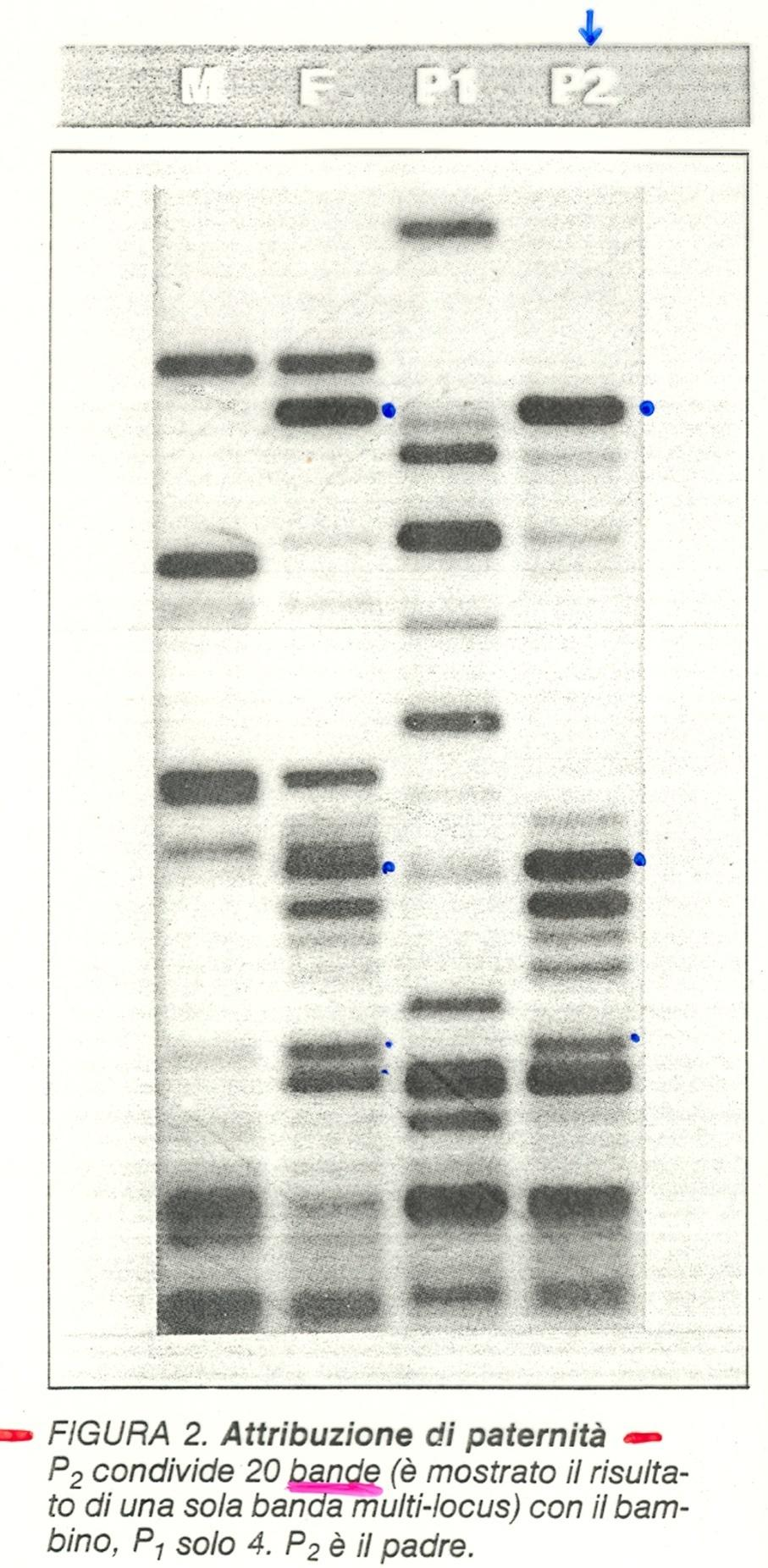 Attribuzione di paternità DNA fingerprinting