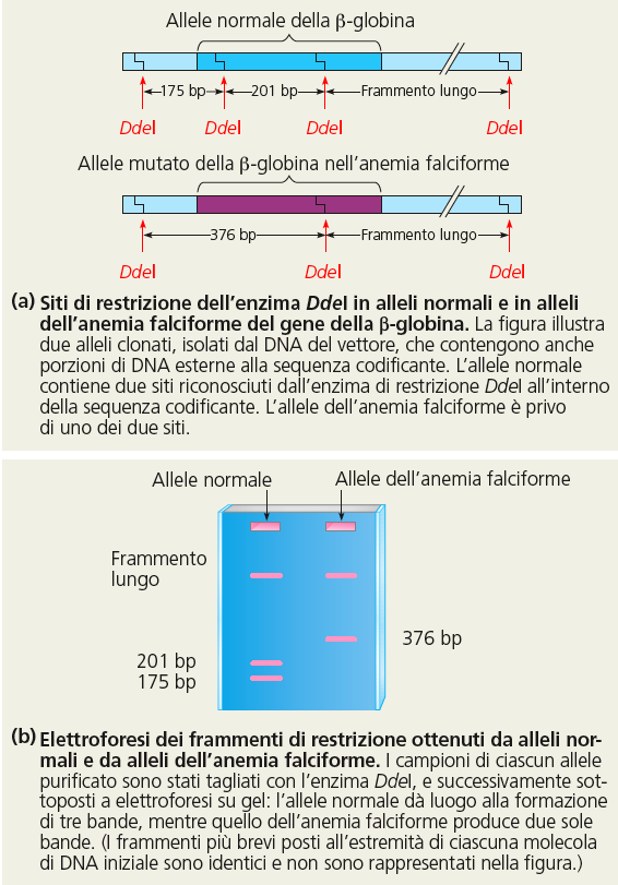 Analisi di RFLP per distinguere gli alleli normale e mutato