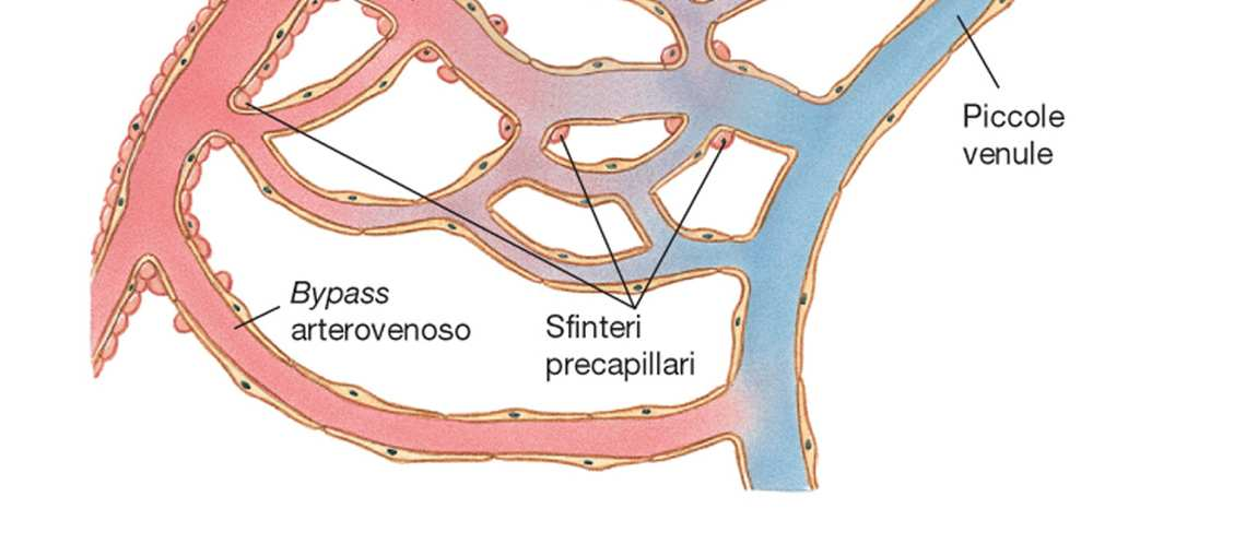 Struttura del microcircolo Sfinteri precapillari: