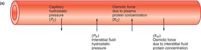 Forze che spingono il liquido ad uscire dal vaso (filtrazione): Pressione idraulica capillare (Pc) Pressione colloido-osmotica del liquido interstiziale (πi), dipende dalla concentrazione di proteine