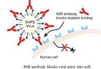 Inibizione INGRESSO Scientists identify a human antibody that blocks SARS virus infection Dr.