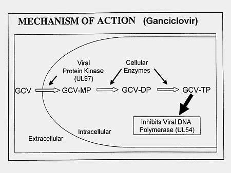 Inibizione REPLICAZIONE Ganciclovir Profarmaco, analogo guanina, usato nelle infezioni da CMV: inibisce la DNApol (UL54), terminando precocemente la sintesi del DNA virale.
