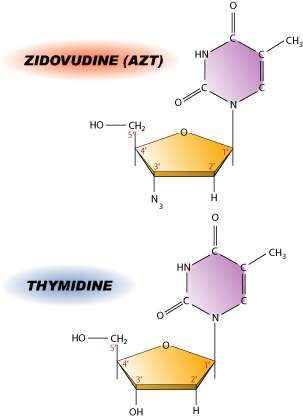 Inibizione REPLICAZIONE AZT (Zidovudina) Profarmaco, analogo timina (azidotimidina), è stato il primo farmaco usato contro HIV. Manca dell OH in 3, e impedisce l allungamento della catena di DNA.