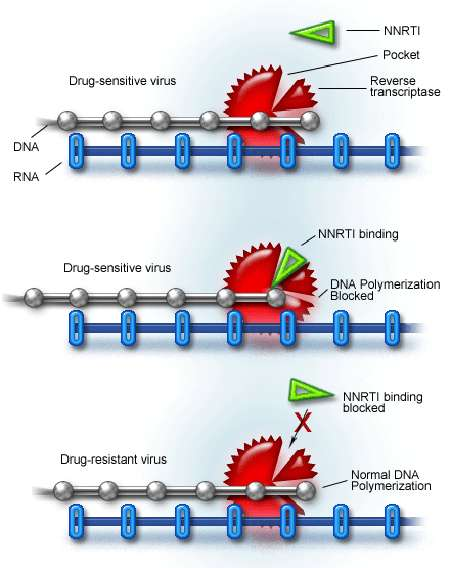 Inibizione REPLICAZIONE Inibitori non nucleosidici della RT di HIV NNRTI: inibiscono RT legandosi direttamente all enzima ed impedendone il funzionamento.