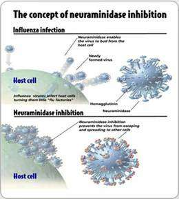 Zanamivir (Relenza): altro