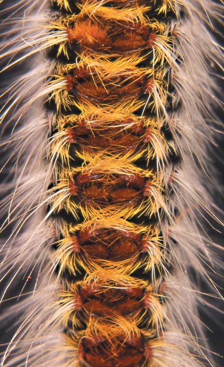 Identificazione Mentre in autunno risulta difficoltosa l individuazione dei primi nidi formati dalle larve riunendo con una lassa rete di fili sericei alcuni aghi, nel periodo invernale la presenza