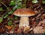 Le parti che possono costituire il fungo: -anello: resti del velo parziale che ricopre i funghi a lamelle.