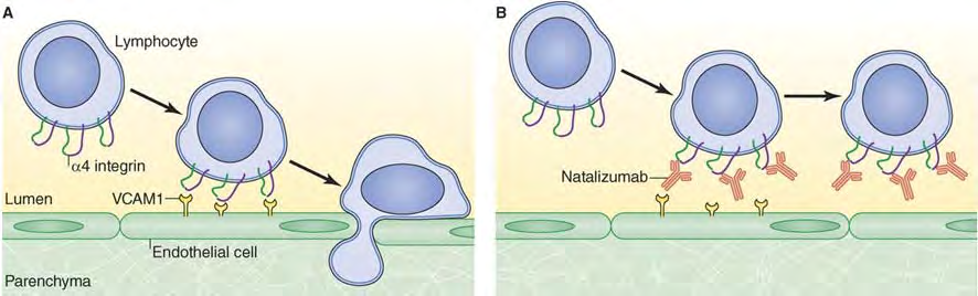 Natalizumab Anticorpo (IgG4) monoclonale umanizzato anti-integrina leucocitaria umana a4b1 (VLA-4)1 Impedisce la migrazione transendoteliale dei linfociti Be T e dei monociti nei siti infiammatori