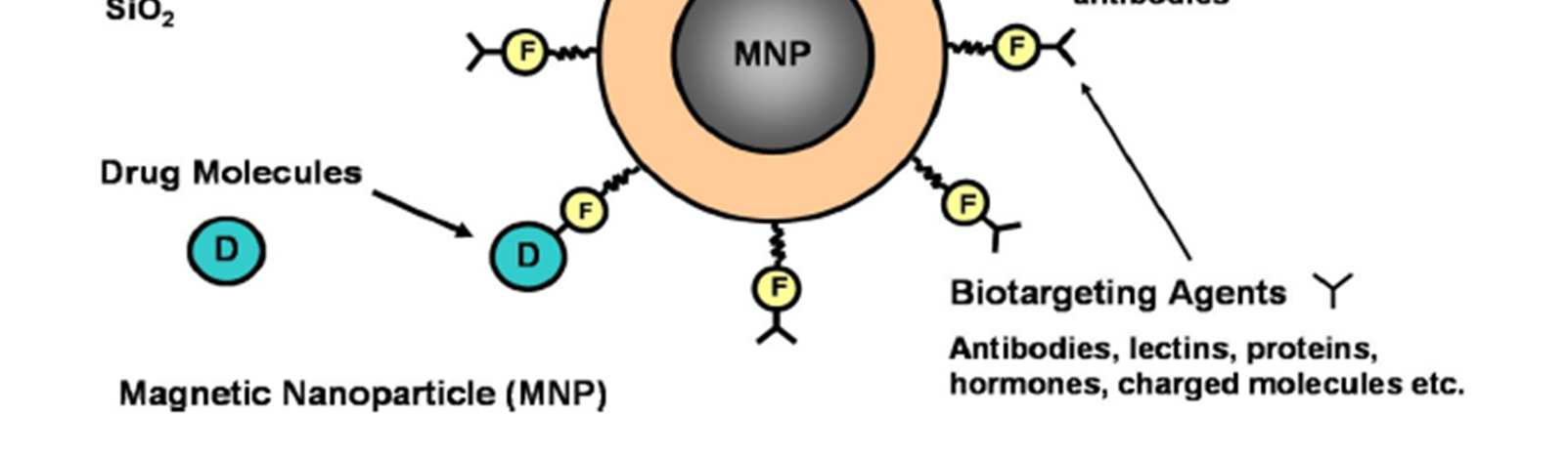 BIO-FUNZIONALIZZAZIONE ambito biomedicale migliora la biocompatibilità dei materiali impedisce l interazione tra le nanoparticelle magnetiche (MNP MNP) e l ambiente che le circonda MNP ricoperte di