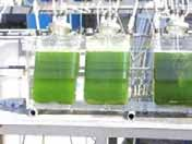 SISTEMI DI COLTIVAZIONE DELLE MICROALGAE Centro Ricerche di Monterotondo Identificazione /