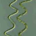 Microalghe Organismi microscopici (10-40 micron) che vivono in sospensione acquosa e che sfruttano la reazione di