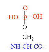 fosforilazione su serina Acetilazione sull N-terminale NH- C-