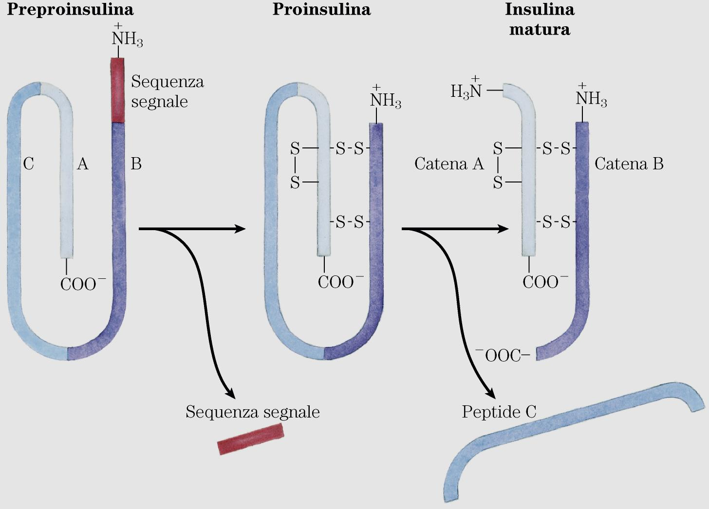 A B Taglio del peptide segnale: si ottiene la Proinsulina in cui le due porzioni N-terminale (sequenza B) e C-terminale (sequenza A) sono legate da 2 ponti