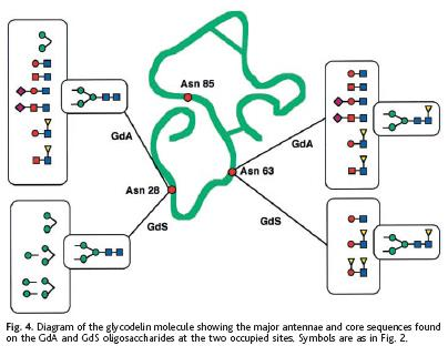 A seconda del numero di siti di glicosilazione e del tipo di glicano presente su ogni sito si possono ottenere tante glicoforme