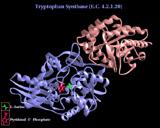 STRUTTURA QUATERNARIA Presente in proteine costituite da 2 o più subunità, quindi da 2 o + catene polipetidiche.