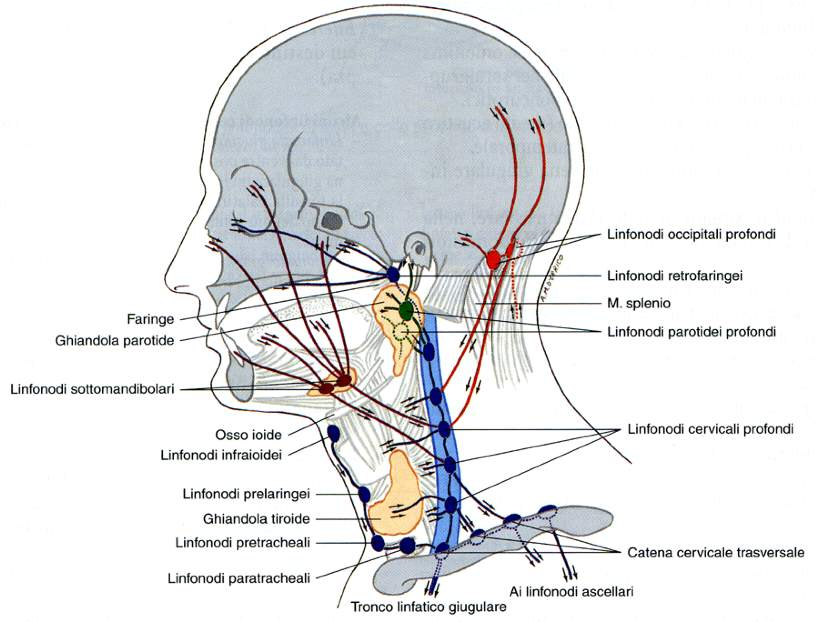 Linfonodi profondi di testa e collo Immagine tratta da: Trattato di Anatomia Umana, Anastasi G et al.