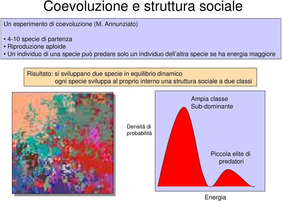 individuo dell altra specie se ha energia maggiore Risultato: si sviluppano due specie in equilibrio dinamico