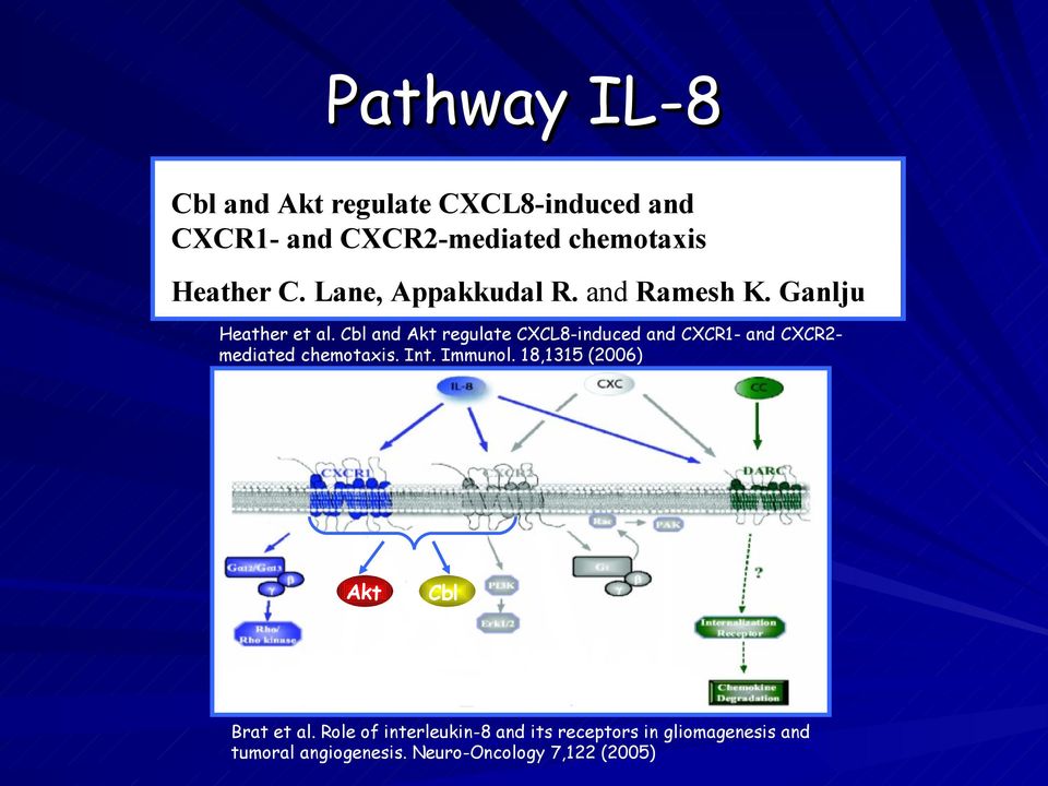 Cbl and Akt regulate CXCL8-induced and CXCR1- and CXCR2- mediated chemotaxis. Int. Immunol.