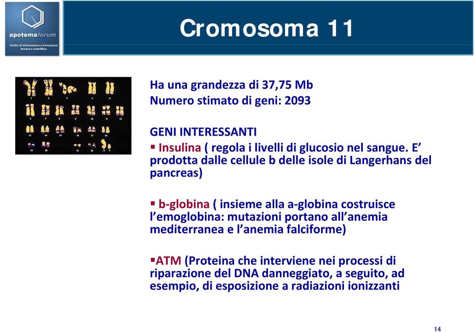 E prodotta dalle cellule b delle isole di Langerhans del pancreas) b globina ( insieme alla a globina costruisce l