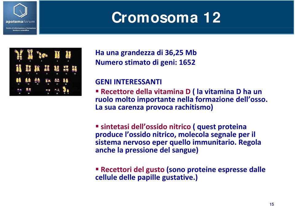 La sua carenza provoca rachitismo) sintetasi dell ossido nitrico ( quest proteina produce l ossido nitrico, molecola