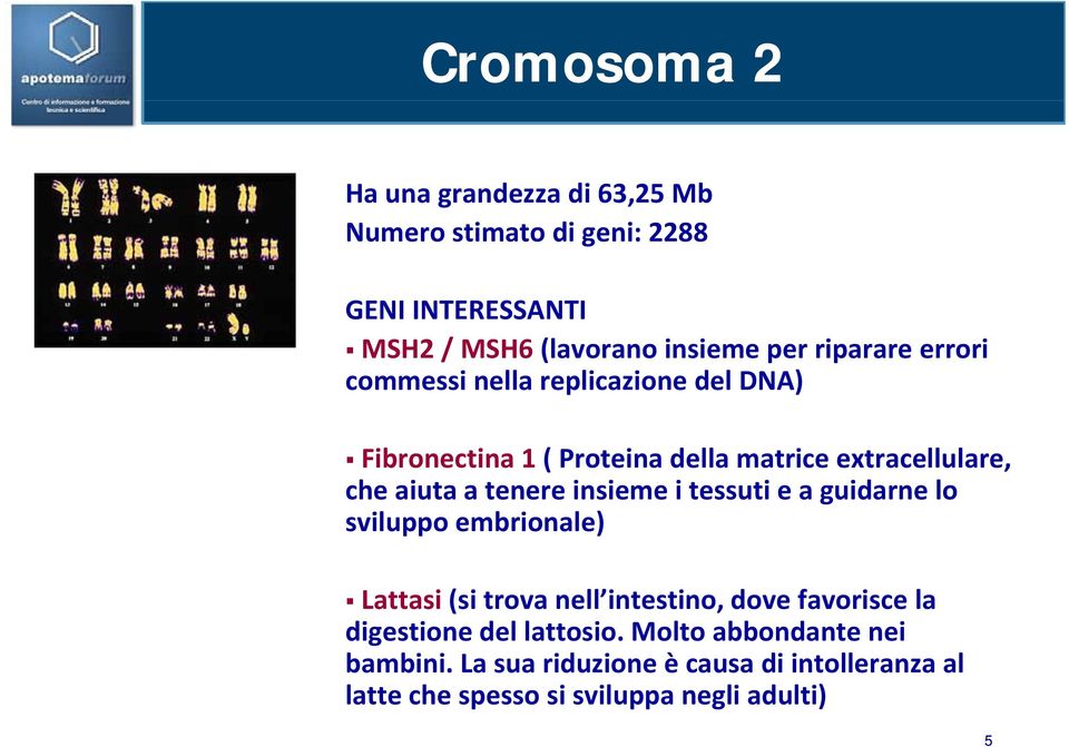 tessuti e a guidarne lo sviluppo embrionale) Lattasi (sitrova nell intestino intestino, dove favorisce la digestione del