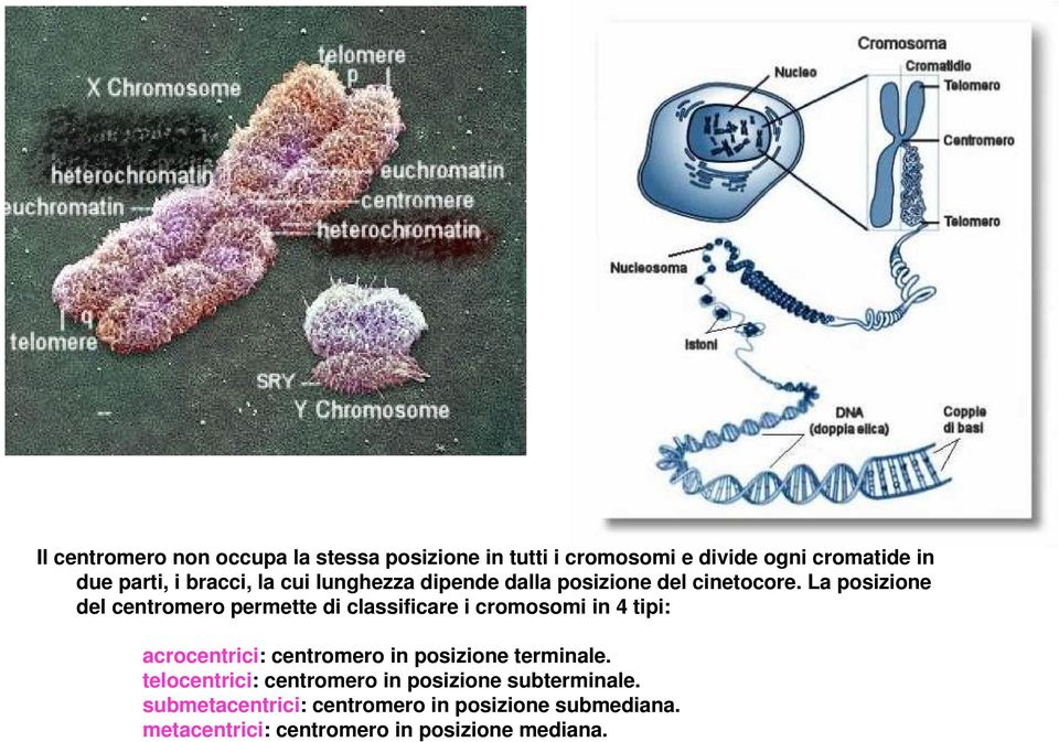 La posizione del centromero permette di classificare i cromosomi in 4 tipi: acrocentrici: centromero in