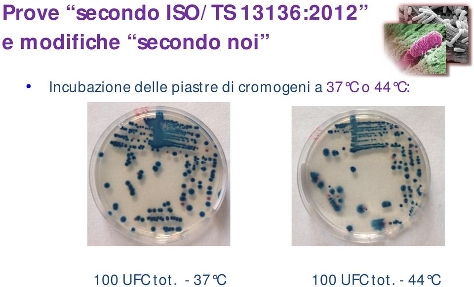 delle piastre di cromogeni a 37 37 C o