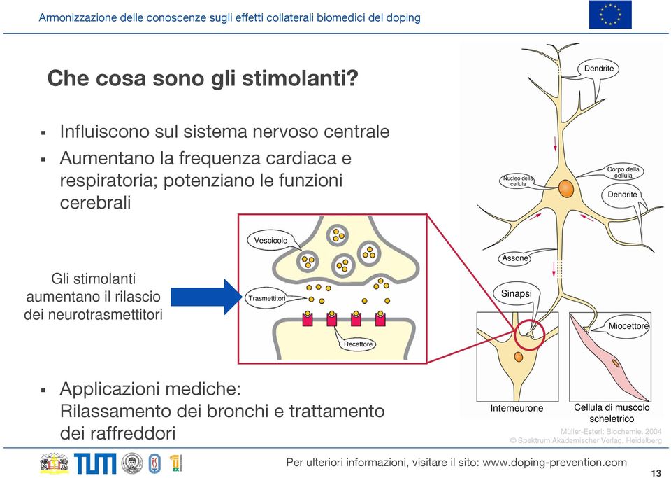 Nucleo della cellula Corpo della cellula Dendrite Vescicole Assone Gli stimolanti aumentano il rilascio dei neurotrasmettitori