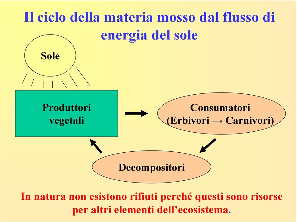 Carnivori) Decompositori In natura non esistono rifiuti