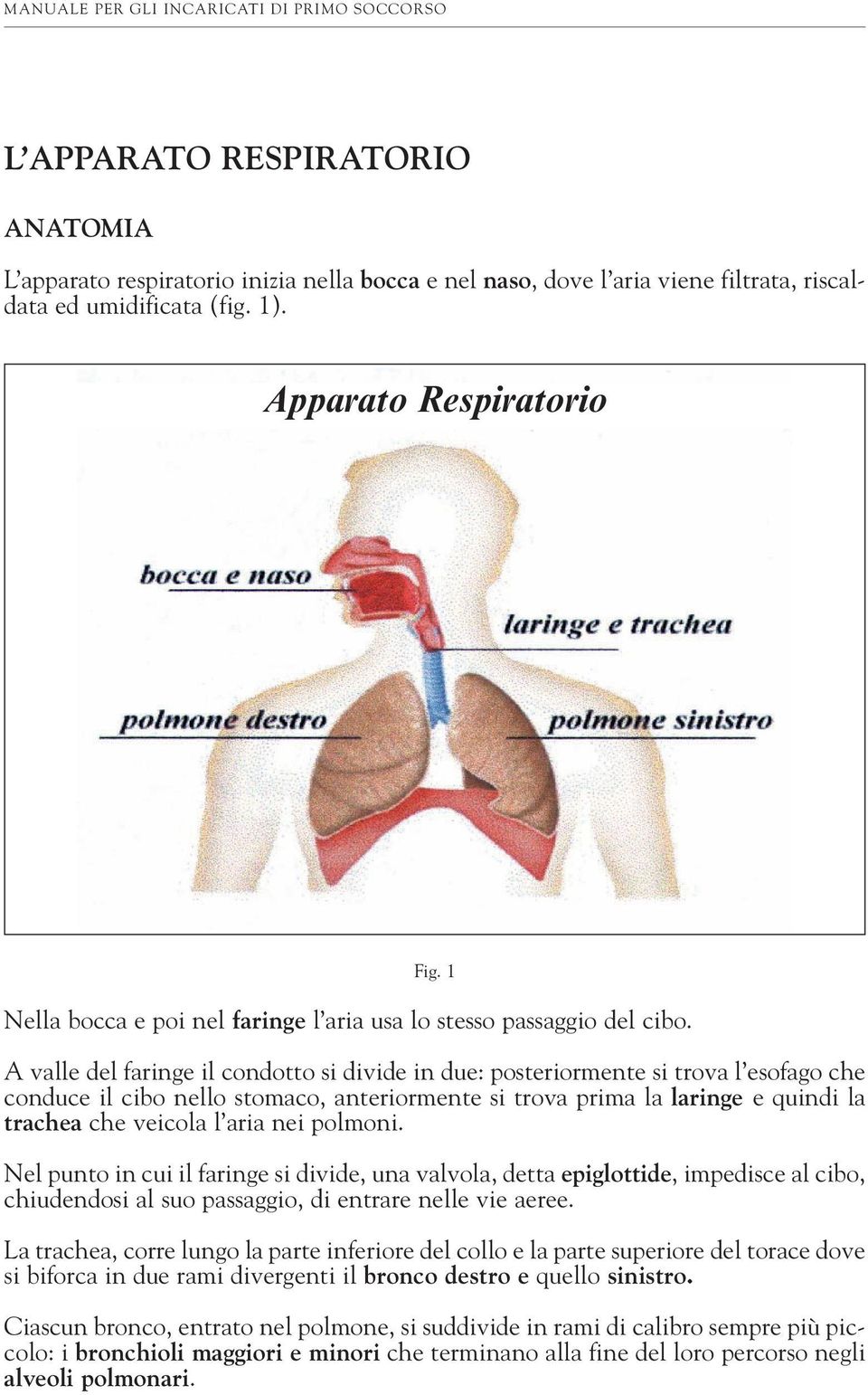 A valle del faringe il condotto si divide in due: posteriormente si trova l esofago che conduce il cibo nello stomaco, anteriormente si trova prima la laringe e quindi la trachea che veicola l aria