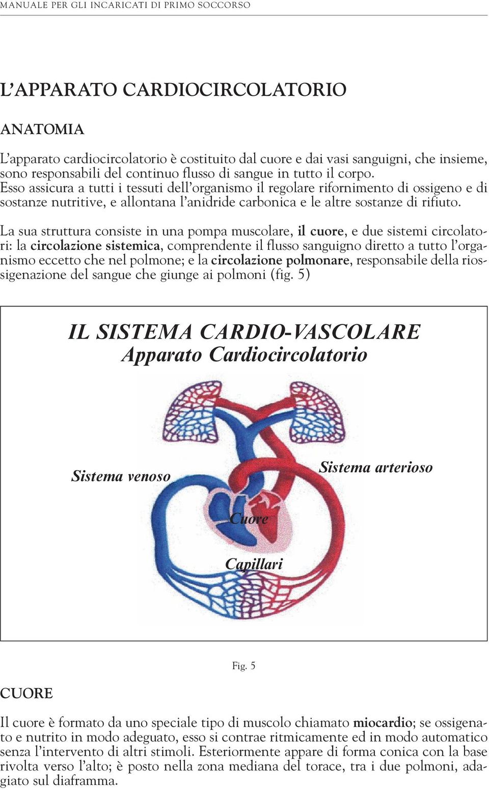 La sua struttura consiste in una pompa muscolare, il cuore, e due sistemi circolatori: la circolazione sistemica, comprendente il flusso sanguigno diretto a tutto l organismo eccetto che nel polmone;