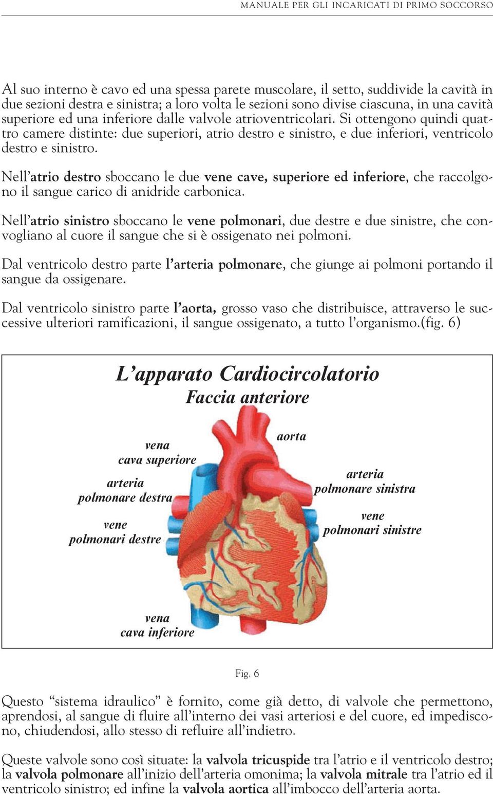 Nell atrio destro sboccano le due vene cave, superiore ed inferiore, che raccolgono il sangue carico di anidride carbonica.