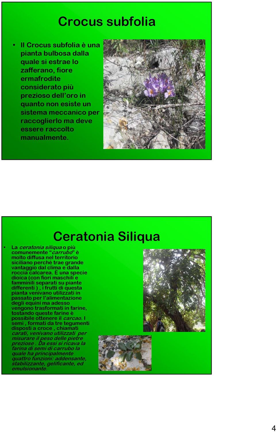 Ceratonia Siliqua La ceratonia siliqua o più comunemente carrubo è molto diffusa nel territorio siciliano perché trae grande vantaggio dal clima e dalla roccia calcarea.