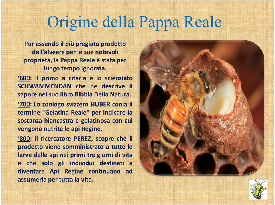 700: Lo zoologo svizzero HUBER conia il termine "Gelatina Reale" per indicare la sostanza biancastra e gelatinosa con cui vengono nutrite le api Regine.