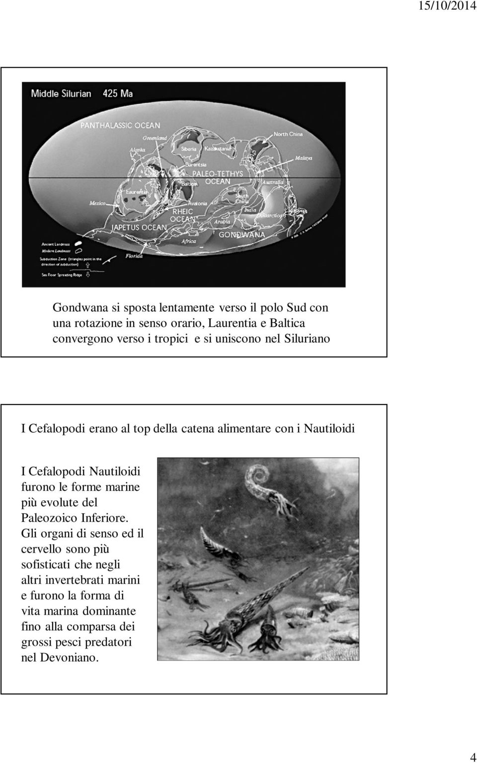 furono le forme marine più evolute del Paleozoico Inferiore.