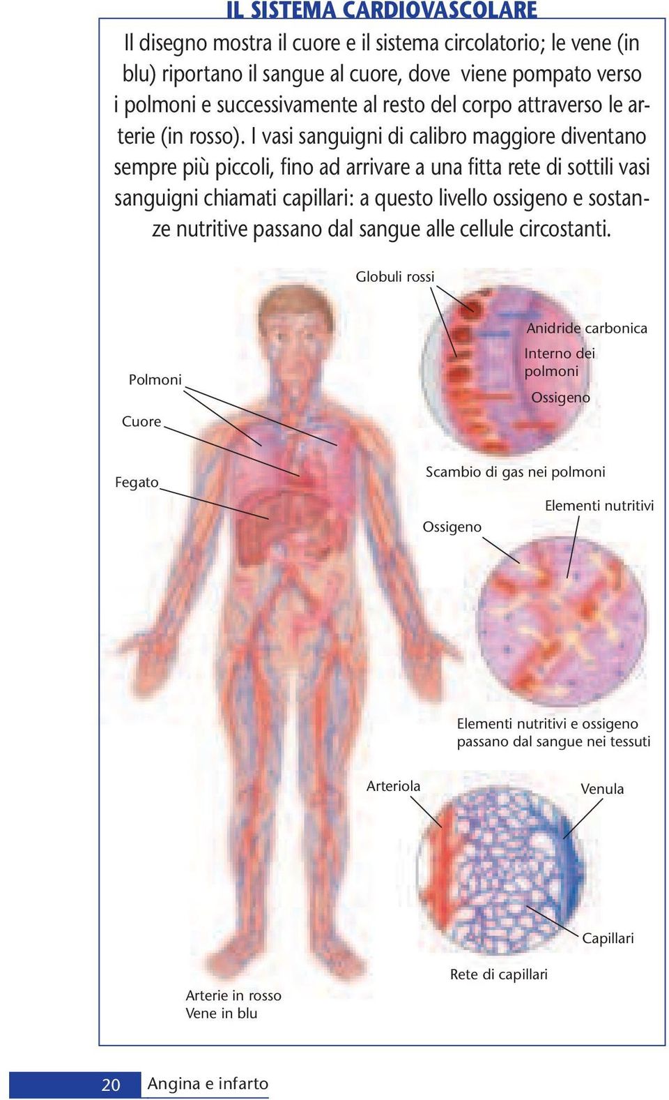 I vasi sanguigni di calibro maggiore diventano sempre più piccoli, fino ad arrivare a una fitta rete di sottili vasi sanguigni chiamati capillari: a questo livello ossigeno e sostanze