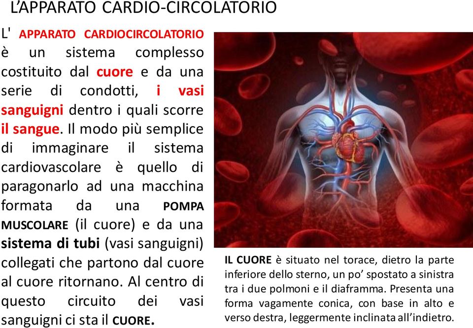 Il modo più semplice di immaginare il sistema cardiovascolare è quello di paragonarlo ad una macchina formata da una POMPA MUSCOLARE (il cuore) e da una sistema di tubi (vasi