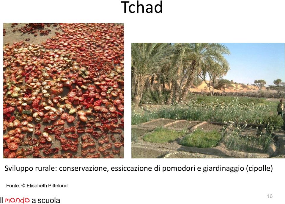 di pomodori e giardinaggio