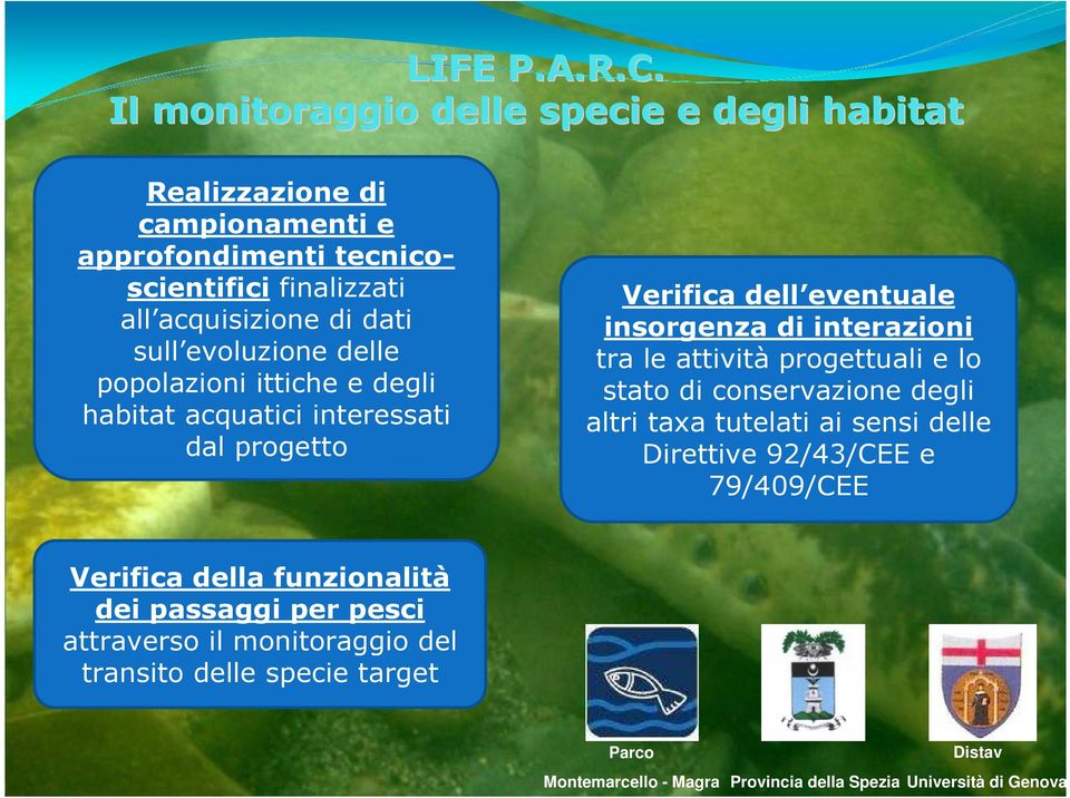 evoluzione delle popolazioni ittiche e degli habitat acquatici interessati dal progetto Verifica dell eventuale insorgenza di interazioni tra le attività