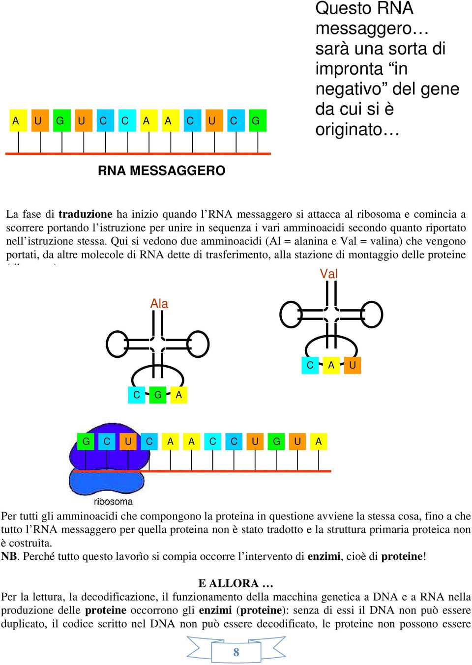 Qui si vedono due amminoacidi (Al = alanina e Val = valina) che vengono portati, da altre molecole di RNA dette di trasferimento, alla stazione di montaggio delle proteine (ribosoma).