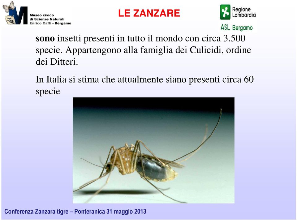 Appartengono alla famiglia dei Culicidi, ordine