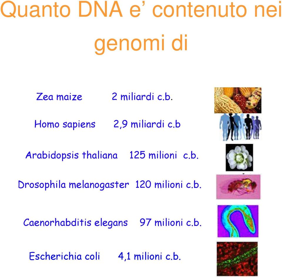 b Arabidopsis thaliana 125 milioni c.b. Drosophila melanogaster 120 milioni c.