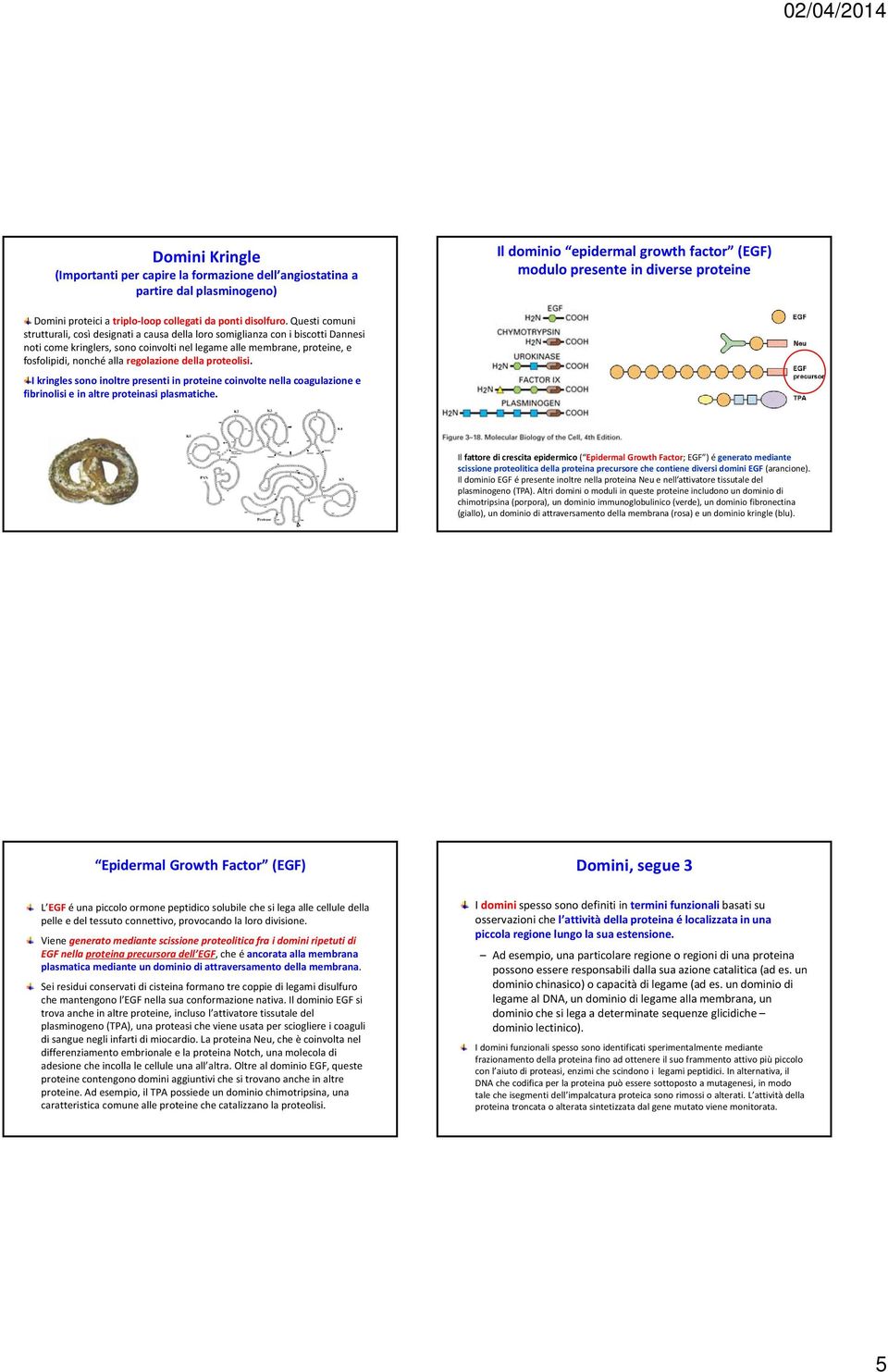 Questi comuni strutturali, così designati a causa della loro somiglianza con i biscotti Dannesi noti come kringlers, sono coinvolti nel legame alle membrane, proteine, e fosfolipidi, nonché alla