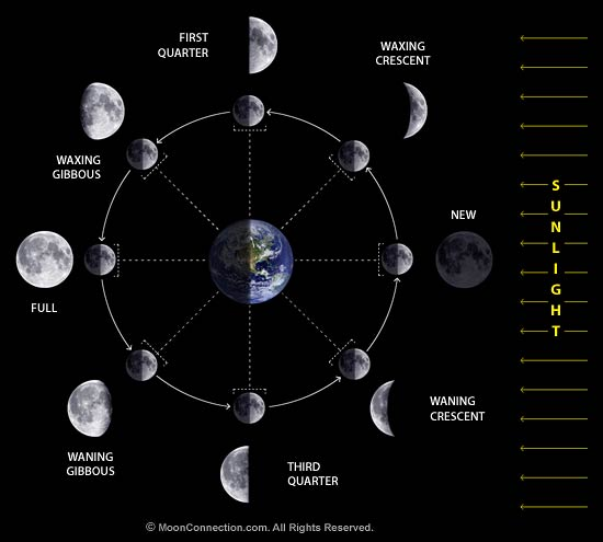 Le fasi lunari PRIMO QUARTO CRESCENTE GIBBOSA