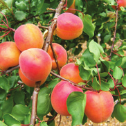 Precoci MONSTER COT MARVEL COT (cov) Nuova varietà di albicocca molto produttiva e dal frutto grande!