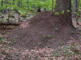 4. LA FORESTA, L ABETE BIANCO E LA FORMICA Percorso didattico-ambientale all interno delle abetine di Campigna, cattedrali della natura con alberi che oltrepassano i 40 metri di altezza, nei secoli