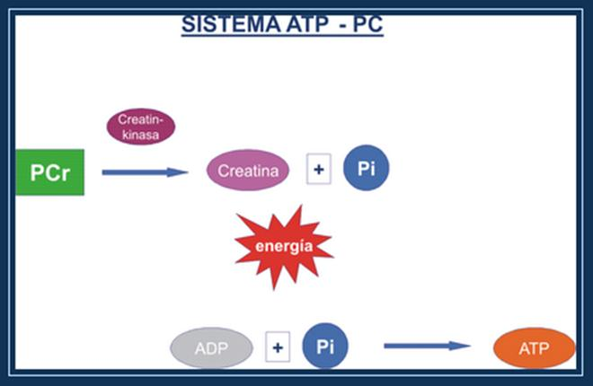 Risintetizza ATP tramite la