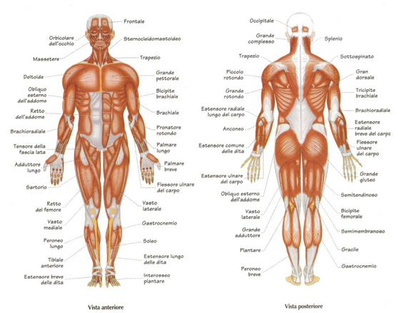 Il muscolo scheletrico Quanti sono?