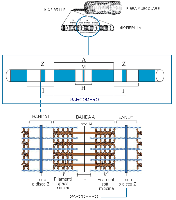 Il muscolo scheletrico è detto striato perché al microscopio presenta